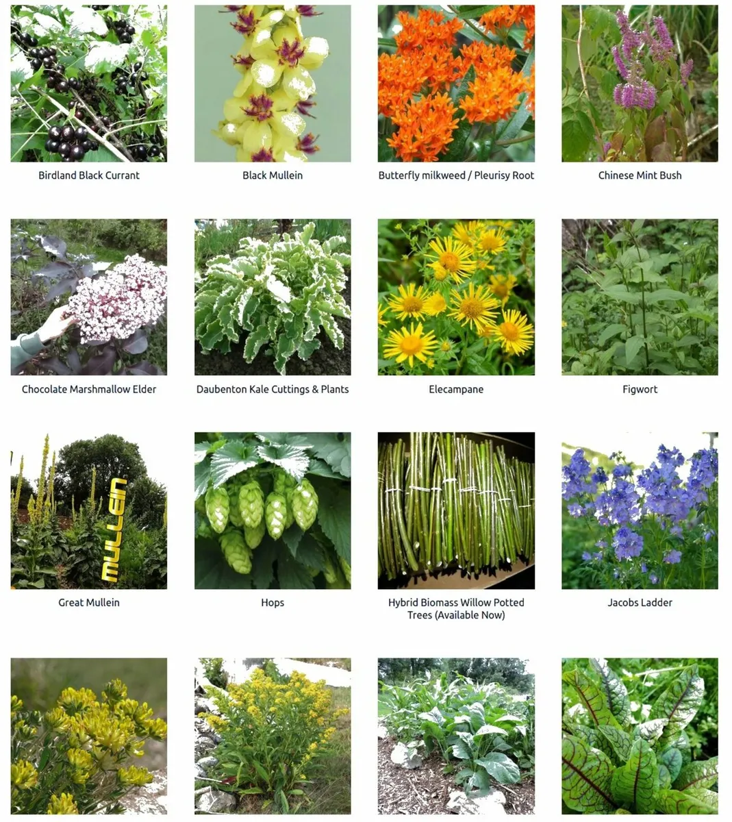 Flowers, Berries & Kale - post 5.90e - Image 1