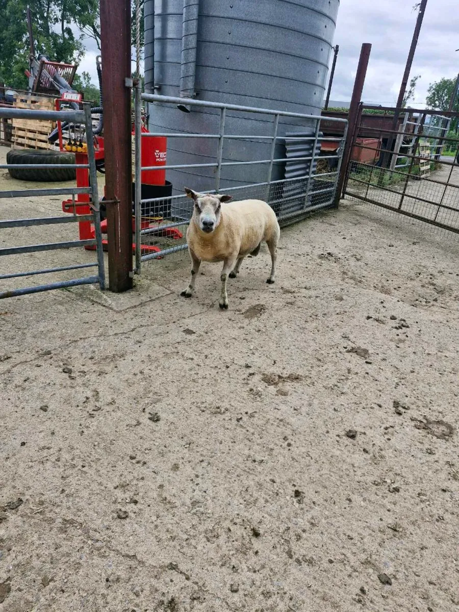Rubex ram for sale - Image 1