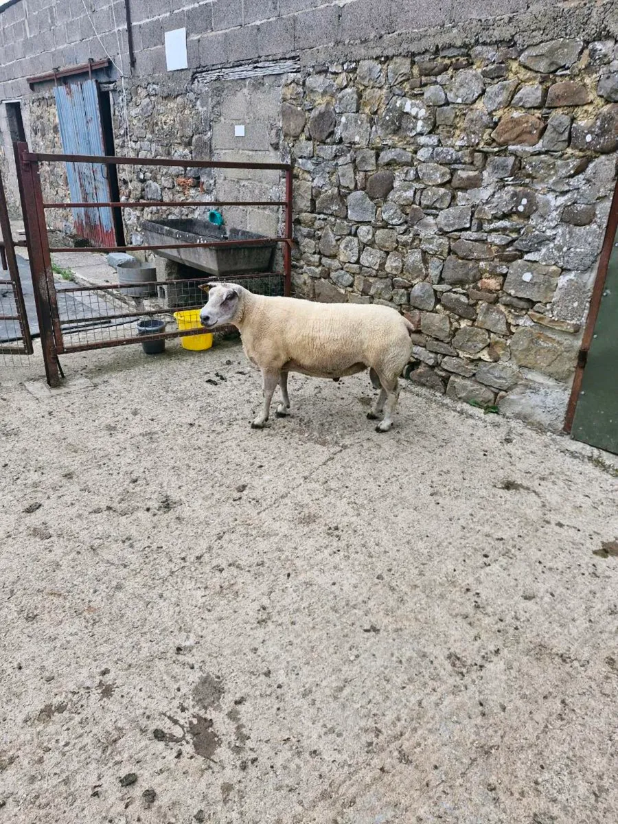 Rubex ram for sale - Image 2