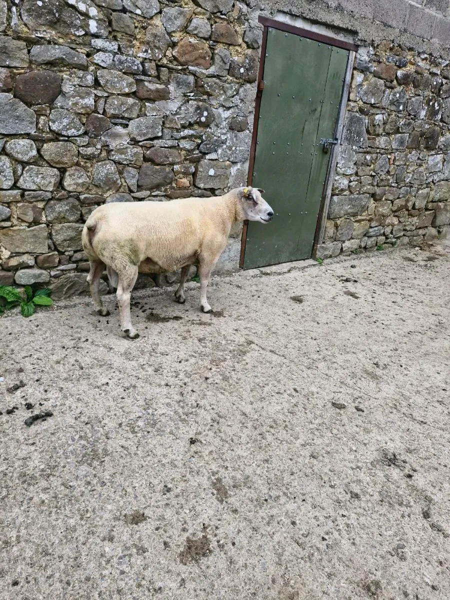 Rubex ram for sale - Image 3