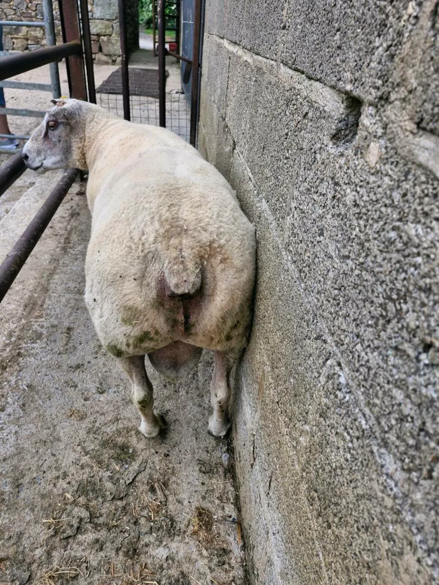 Rubex ram for sale - Image 4