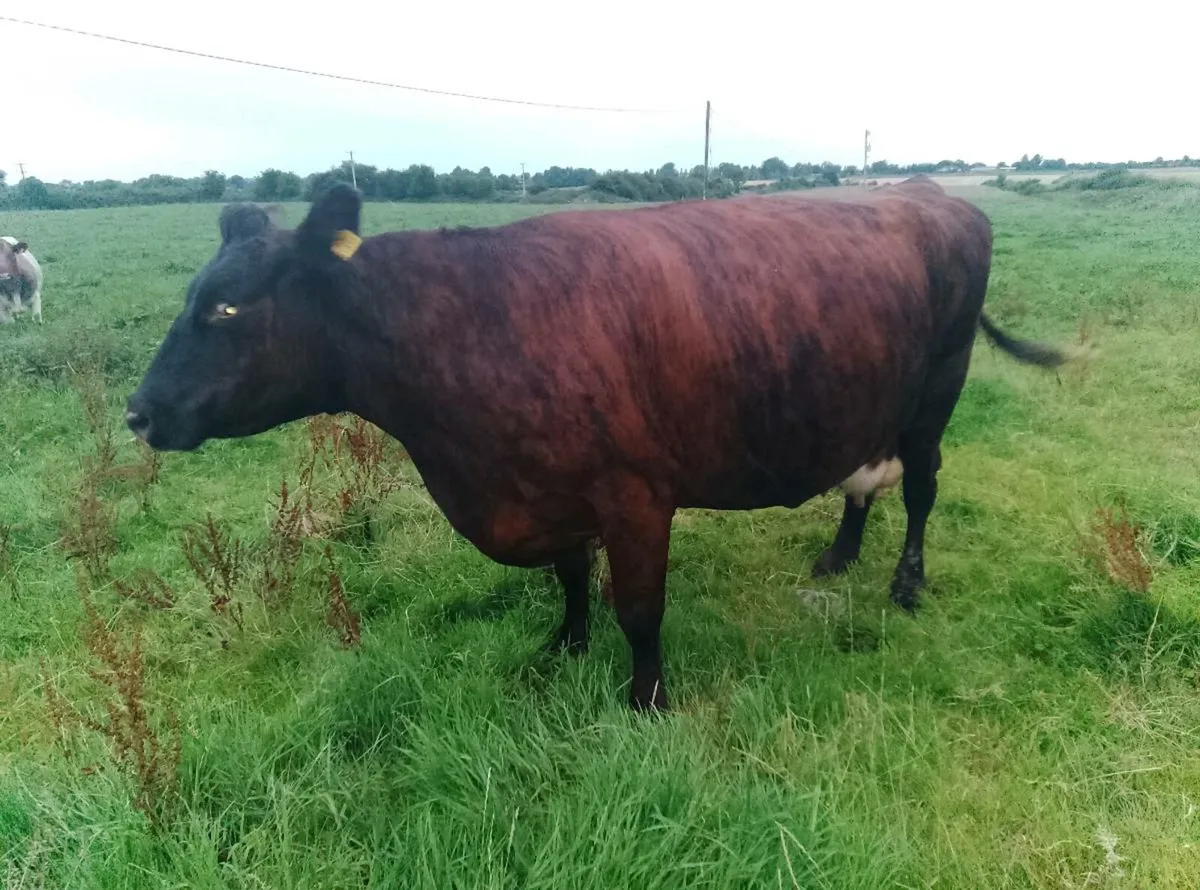 Brindled shorthorn cow organic herd - Image 1