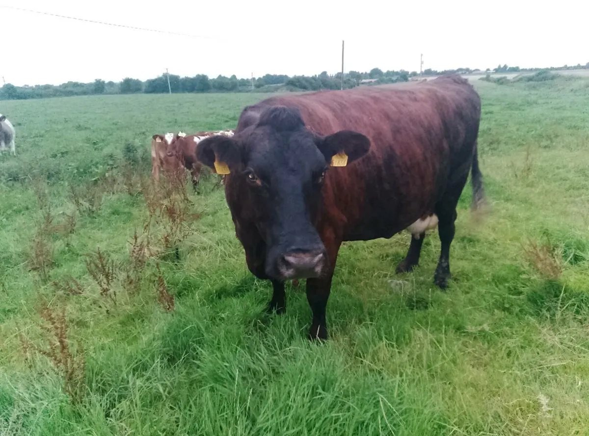 Brindled shorthorn cow organic herd - Image 2