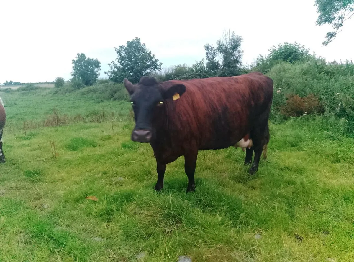 Brindled shorthorn cow organic herd - Image 3