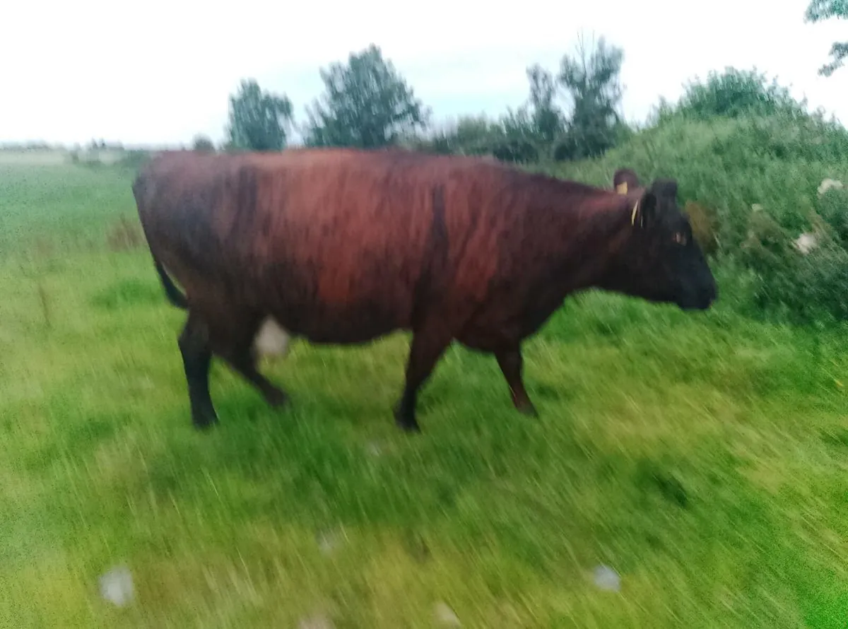 Brindled shorthorn cow organic herd - Image 4