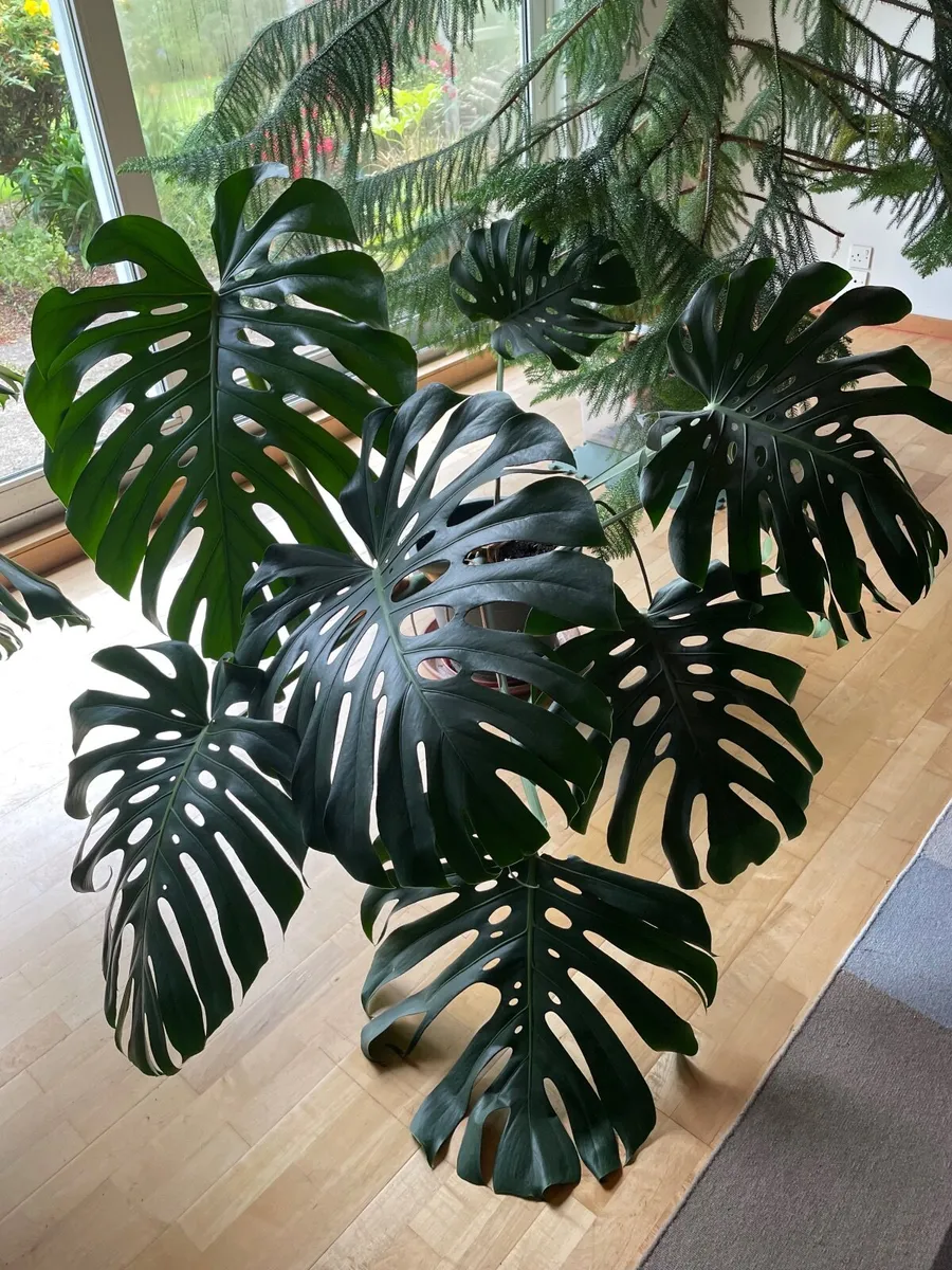Large Finger Plant