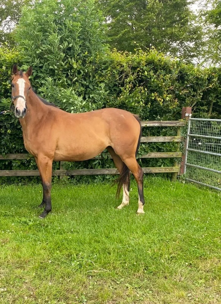 4yo thoroughbred mare - Image 1