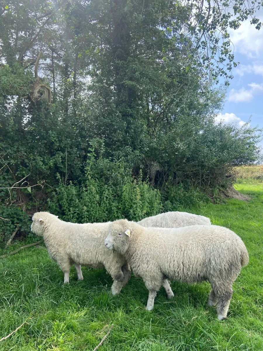 Pedigree Reg Poll Dorset Ram Lamb
