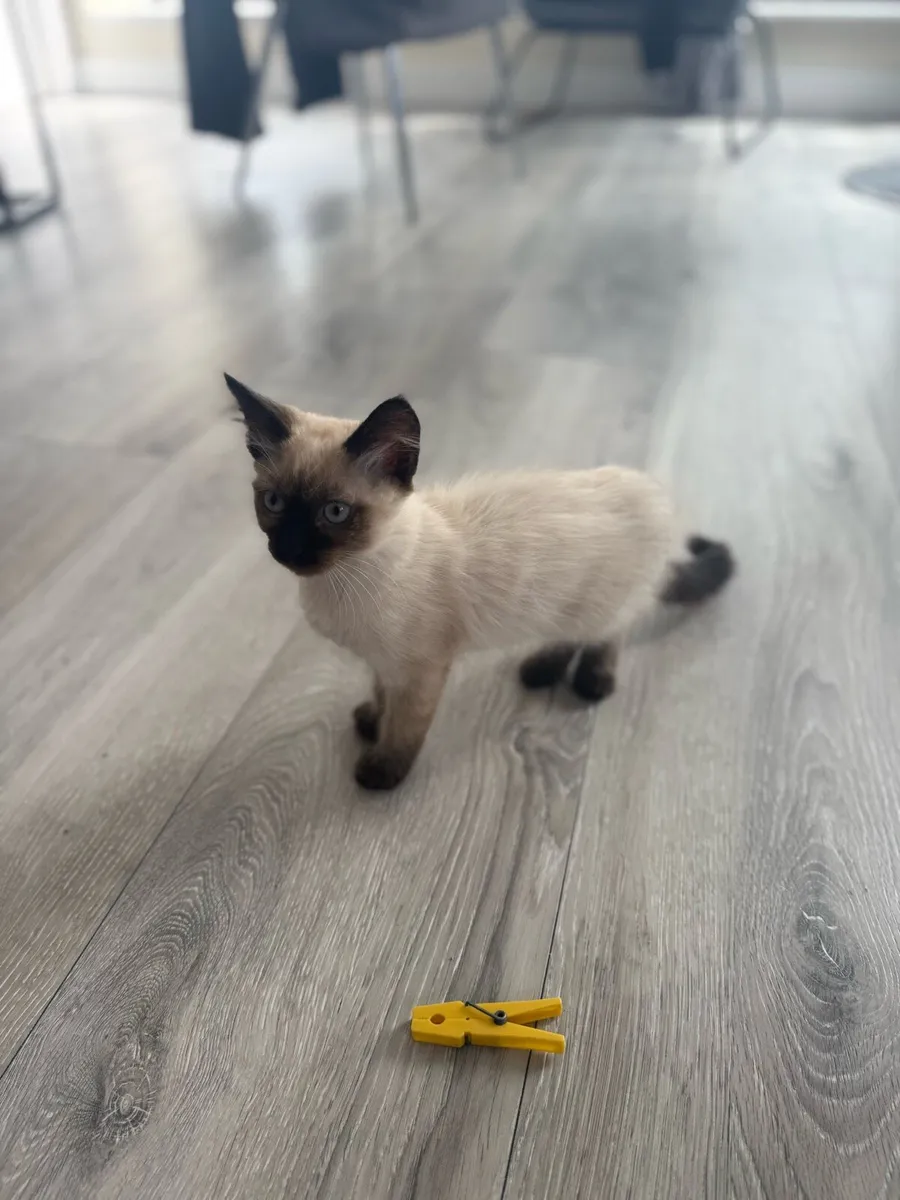 5 Siemese point tabby x Ragdoll Kittens - Image 2