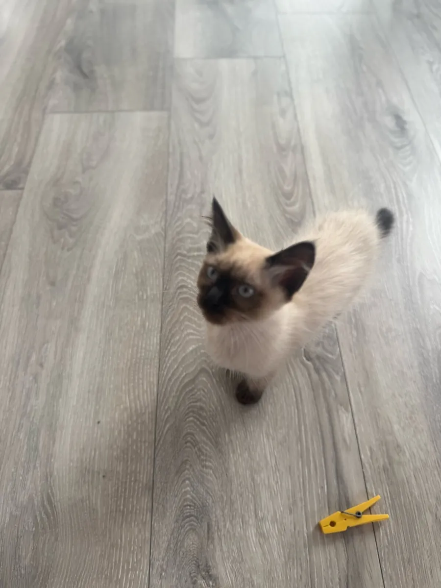 5 Siemese point tabby x Ragdoll Kittens - Image 4