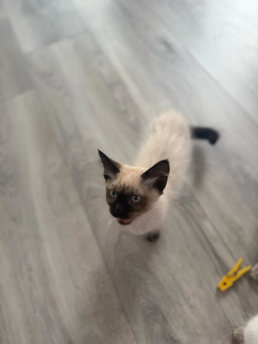 5 Siemese point tabby x Ragdoll Kittens - Image 1
