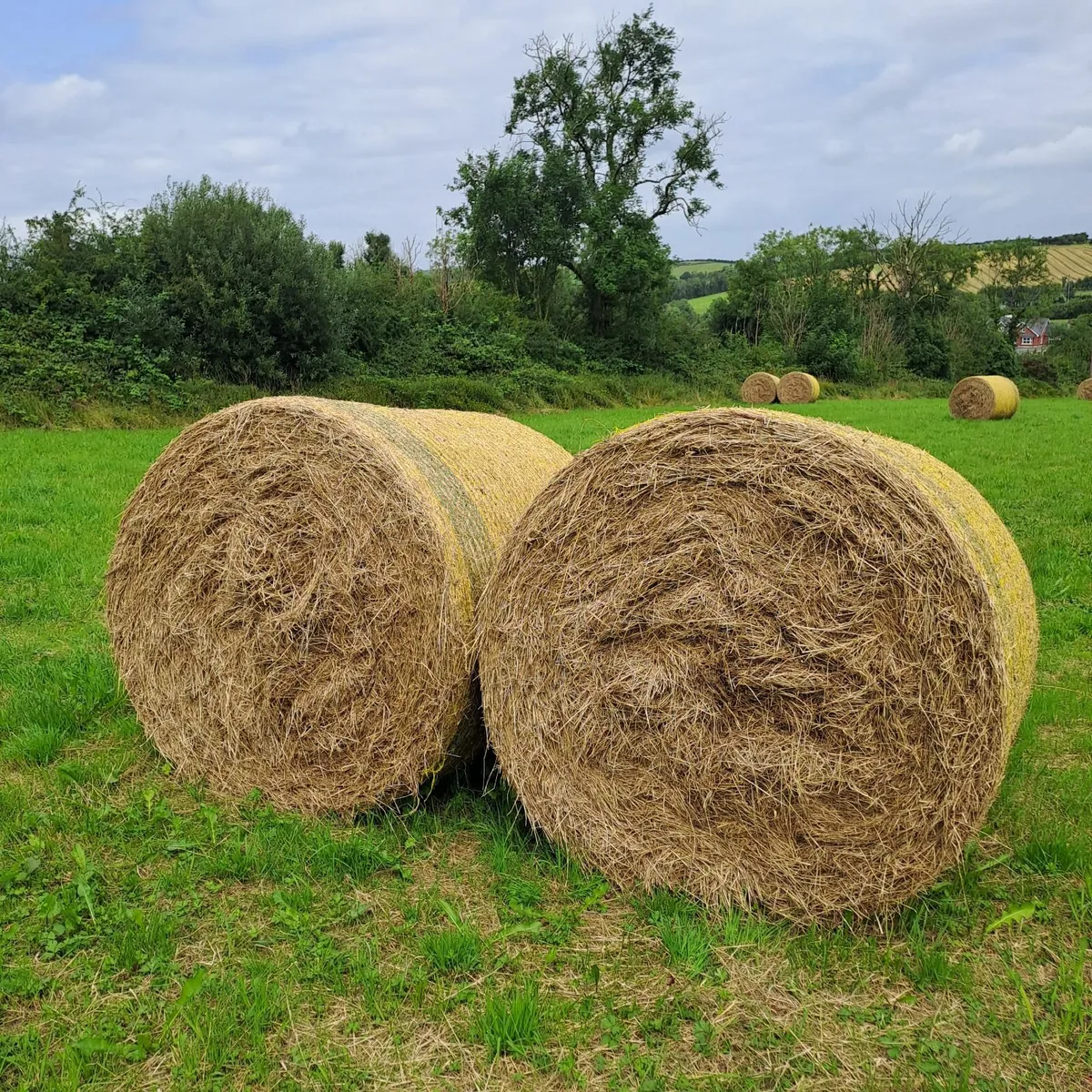Hay - Image 1