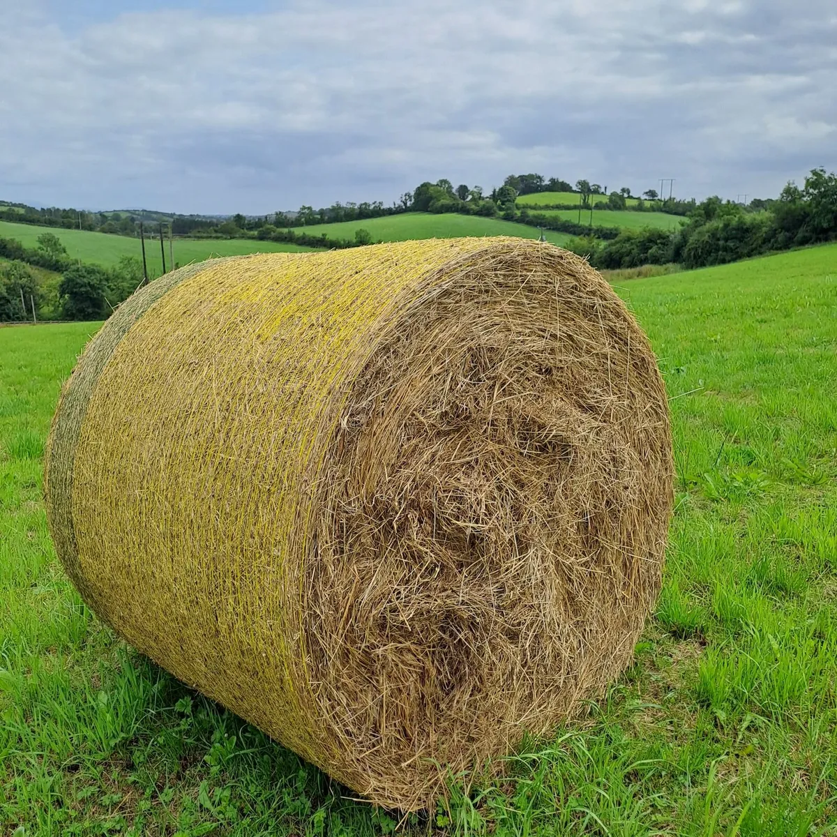 Hay - Image 2