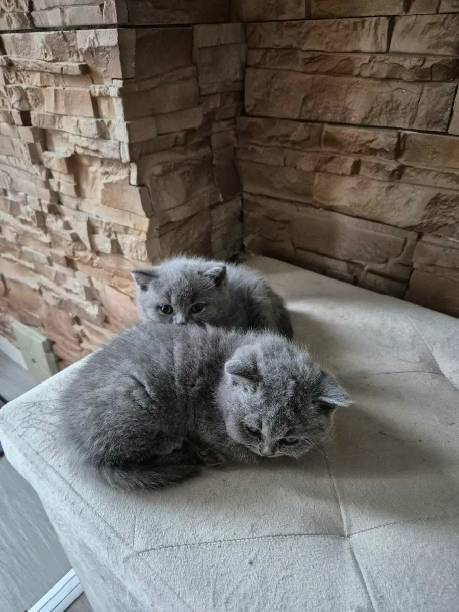 Cat - Image 1