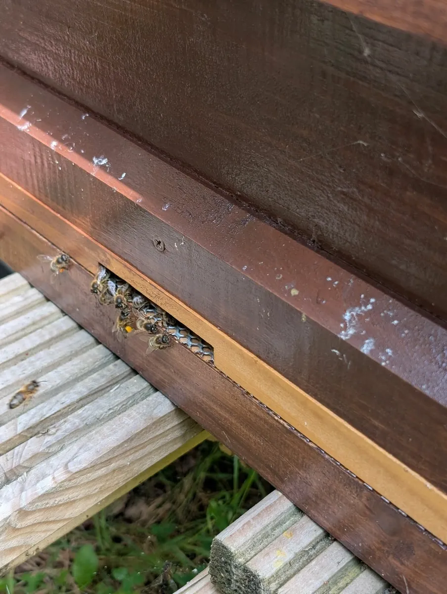 Bees with hive - Image 2