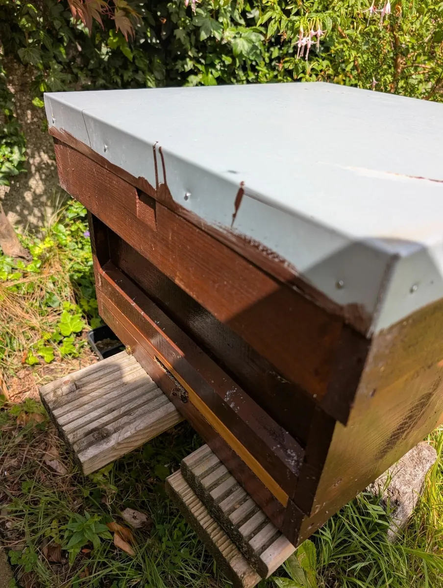 Bees with hive - Image 3