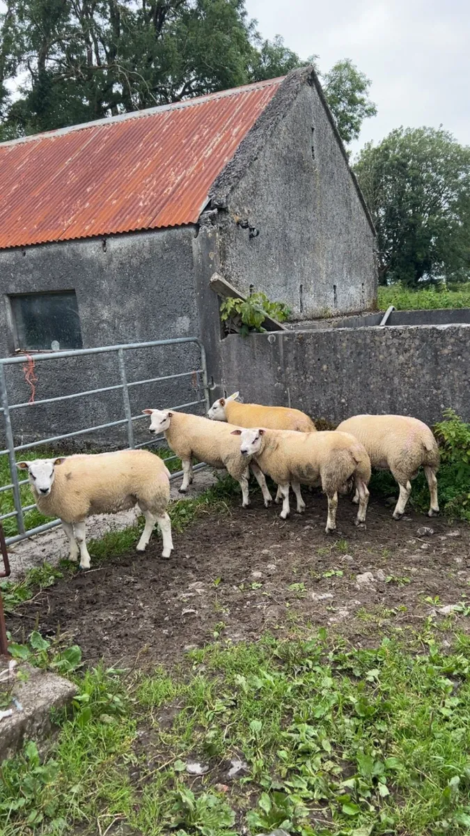 ⭐️Texel and badger face Texel ram lambs⭐️ - Image 1