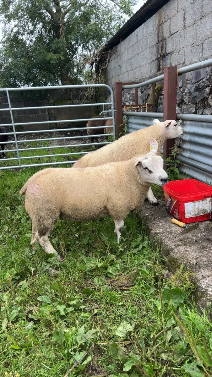 ⭐️Texel and badger face Texel ram lambs⭐️ - Image 2