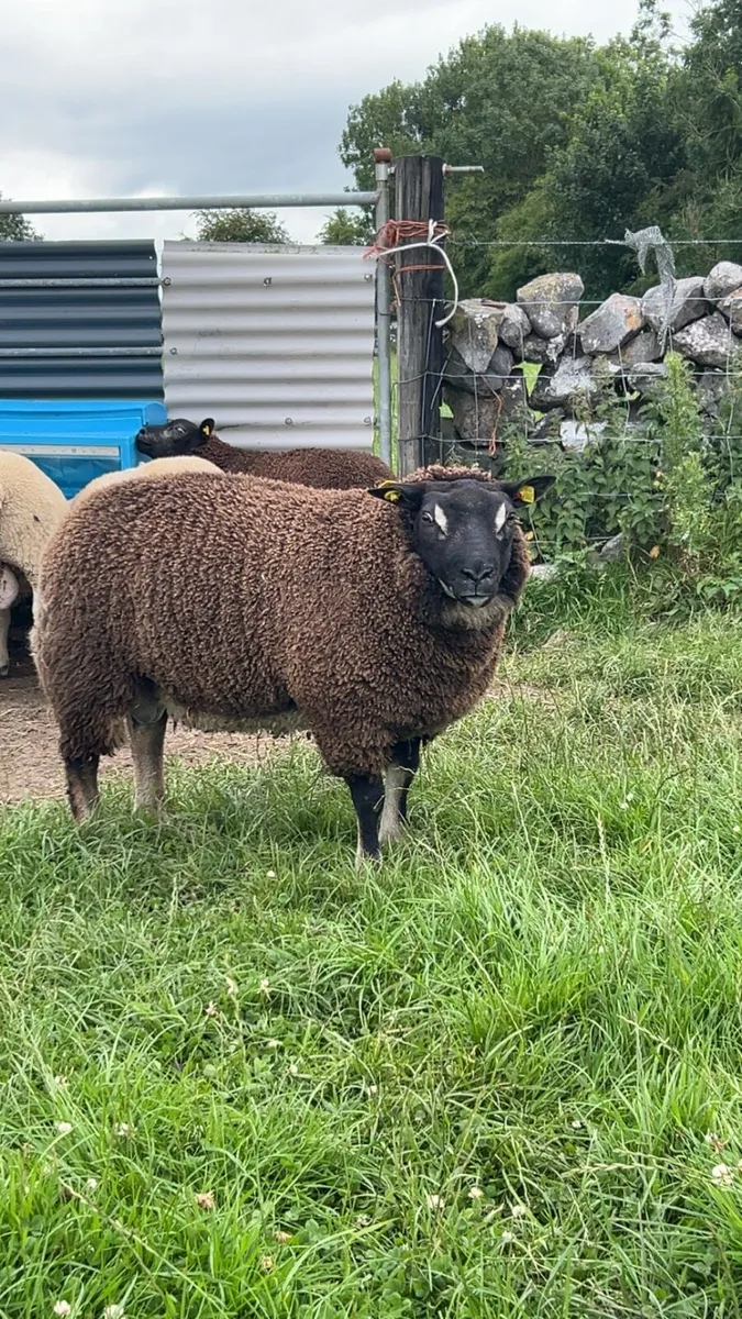 ⭐️Texel and badger face Texel ram lambs⭐️ - Image 3