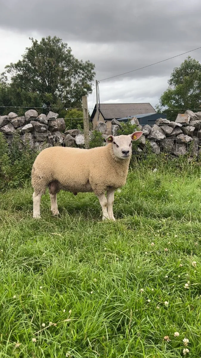 ⭐️Texel and badger face Texel ram lambs⭐️ - Image 4