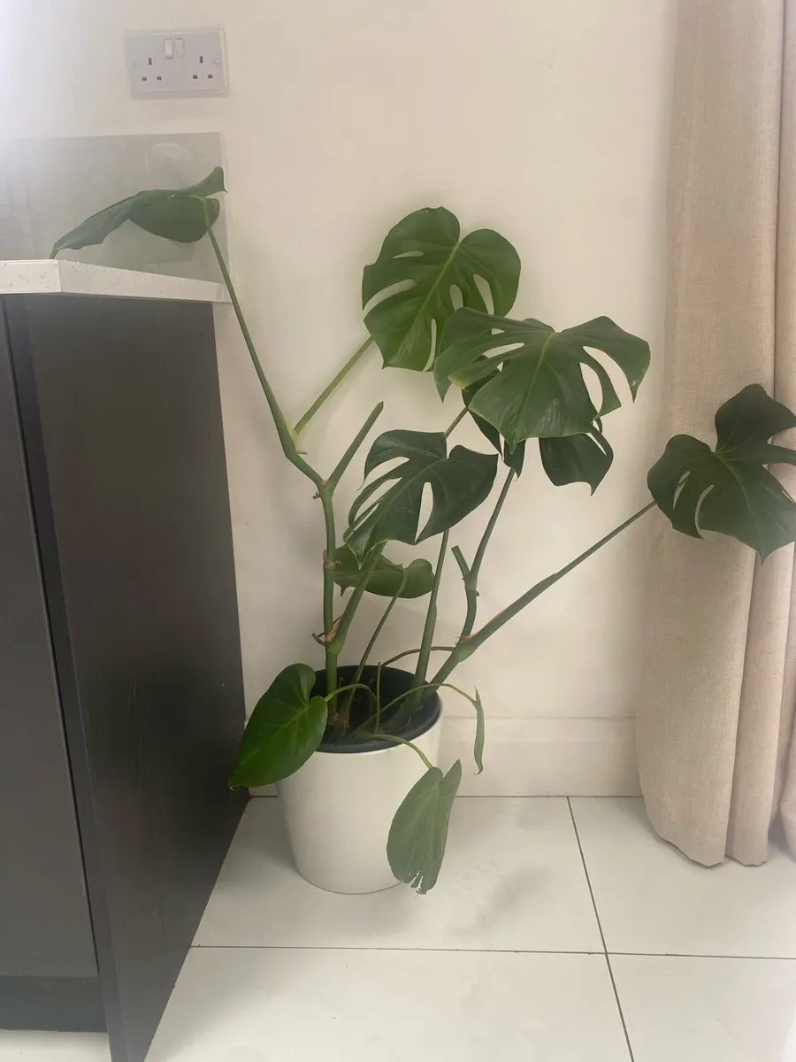 Monastera plant for sale - Image 1