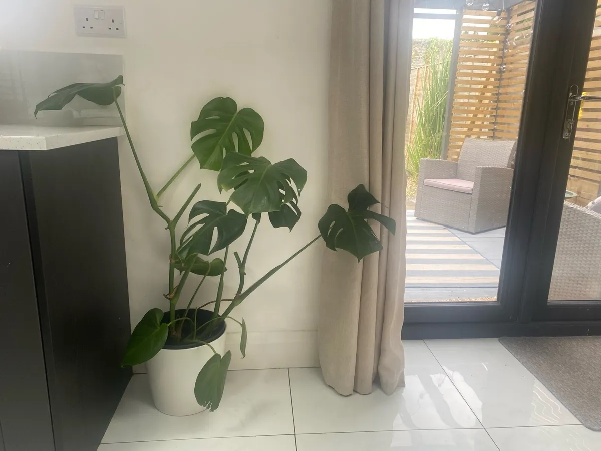 Monastera plant for sale - Image 2