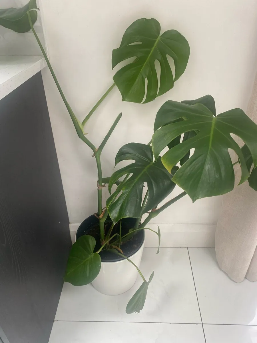 Monastera plant for sale - Image 3