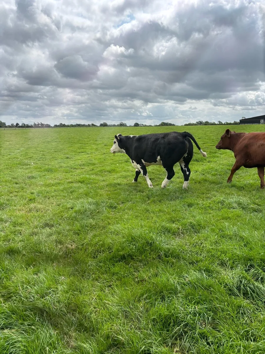 Heifers - Image 1