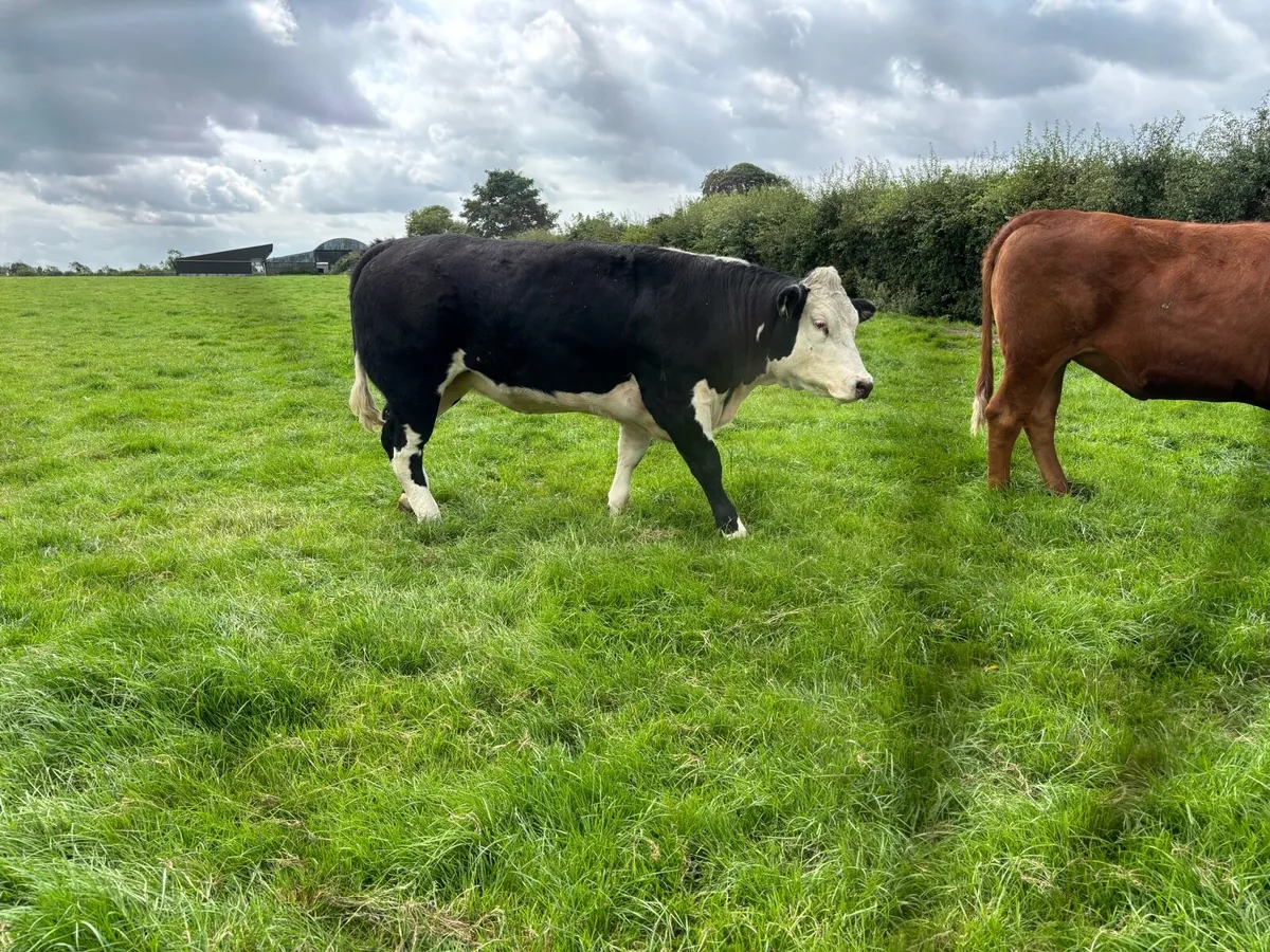 Heifers - Image 2