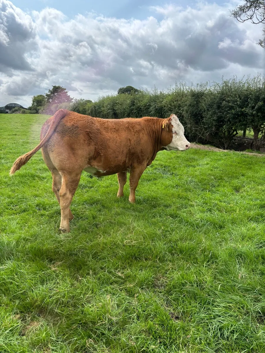 Heifers - Image 3