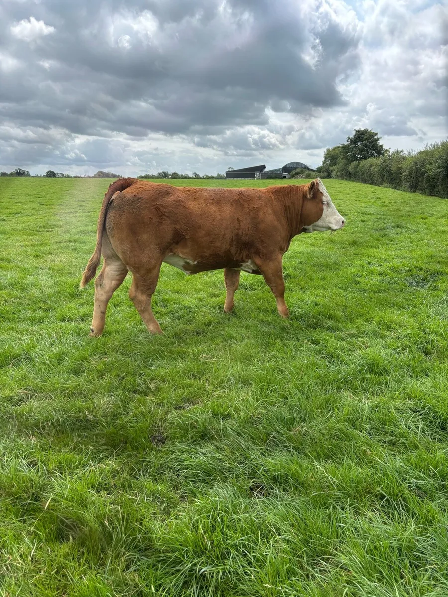Heifers - Image 4