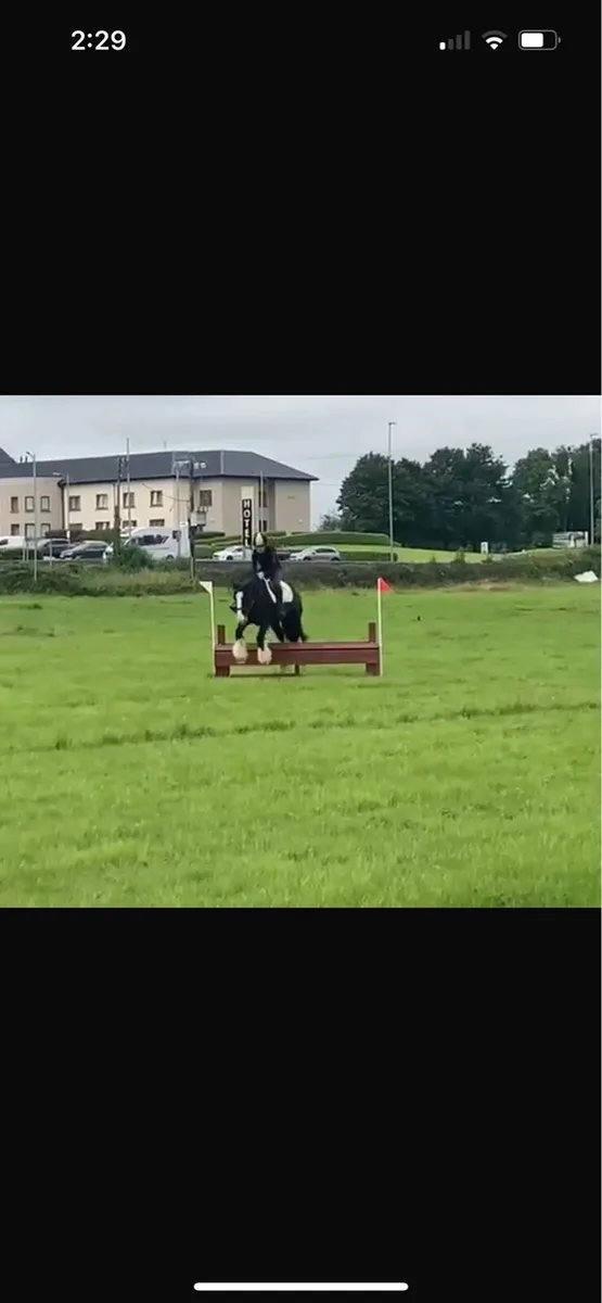 Pony Club cob 13hh - Image 4