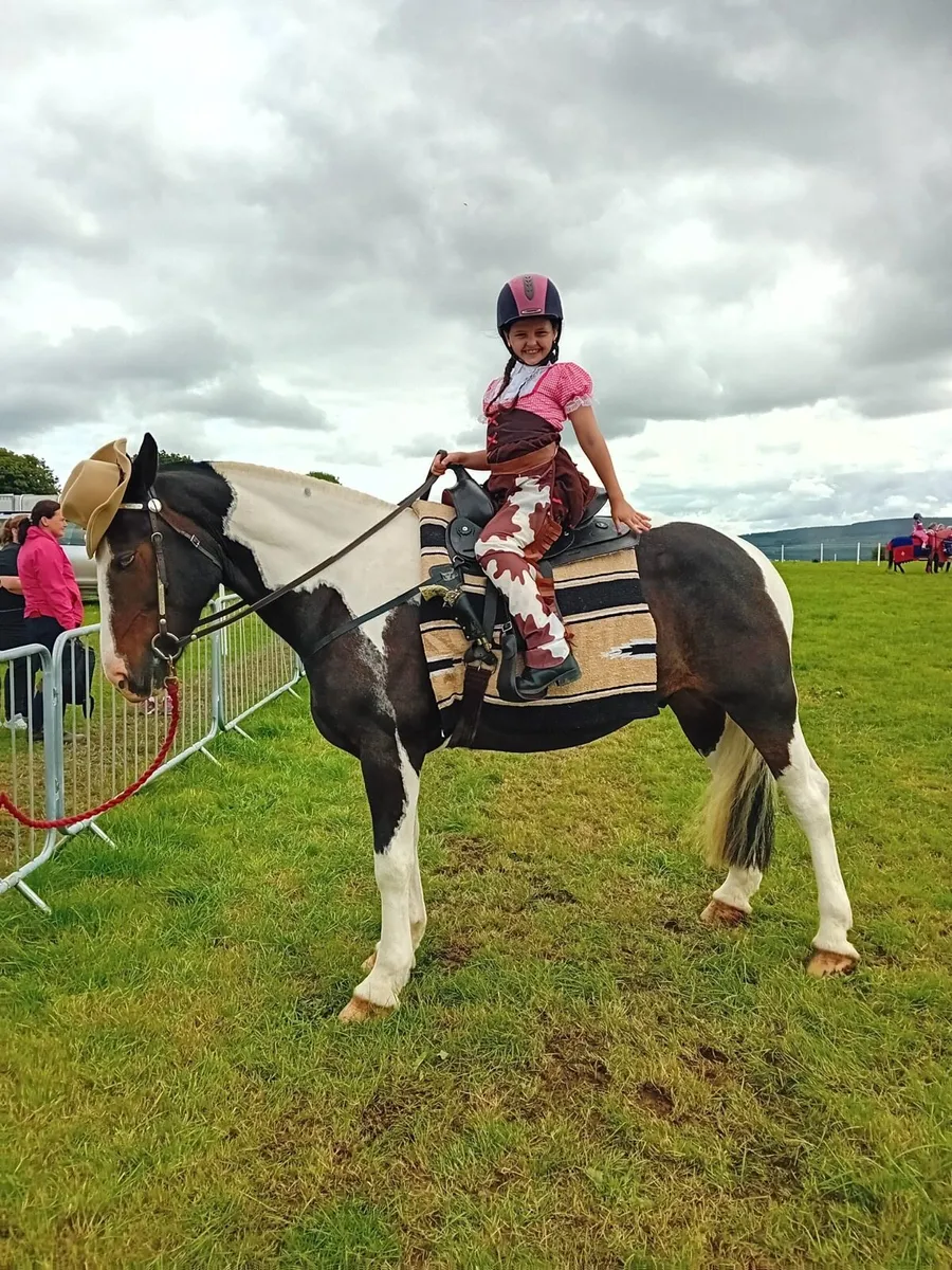6yo cob gelding - Image 1