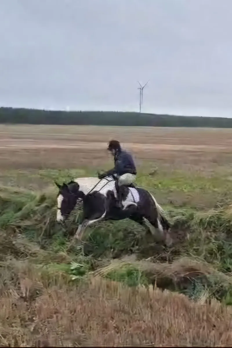 6yo cob gelding - Image 2