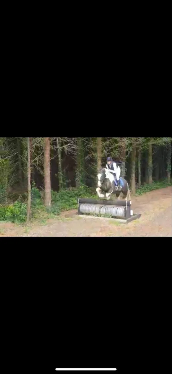 6yo cob gelding - Image 3