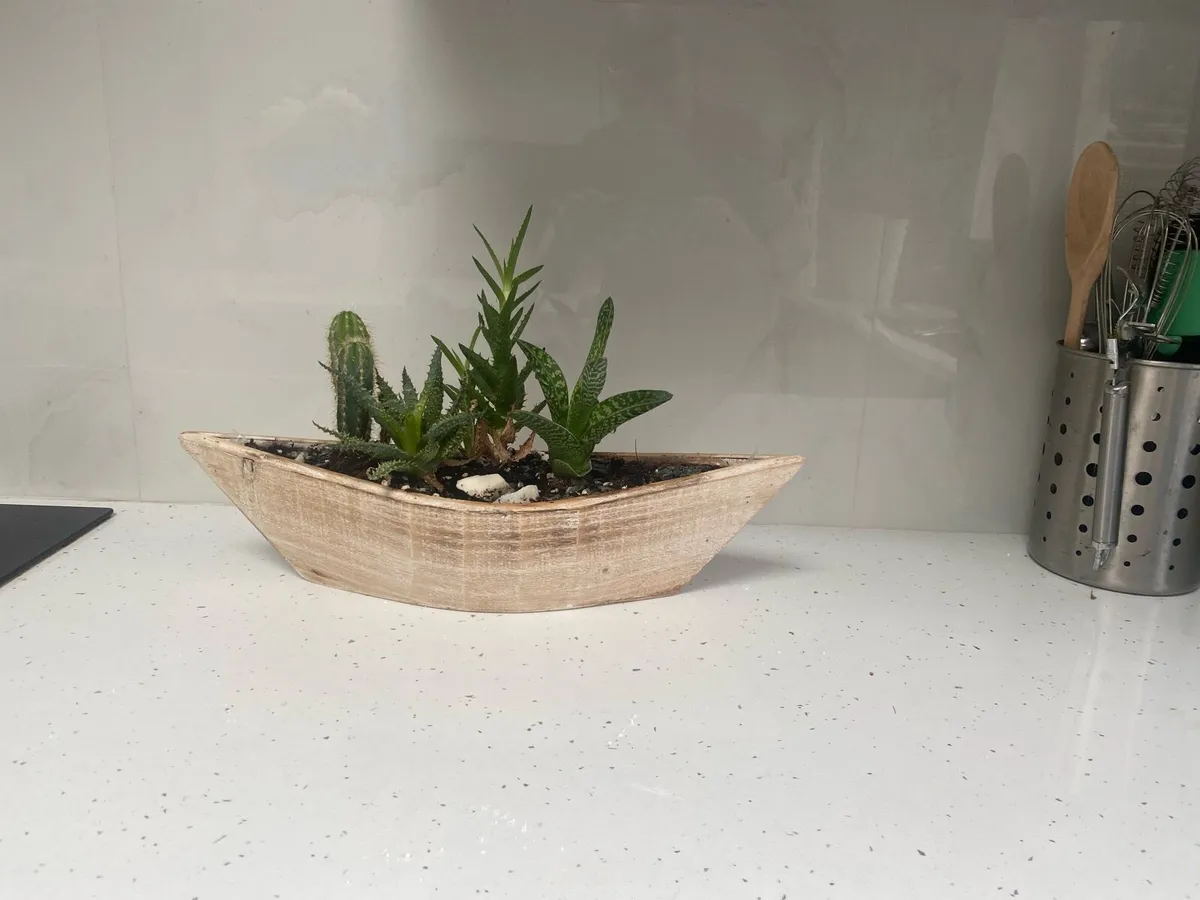 Plant and plant pot for sale - Image 1