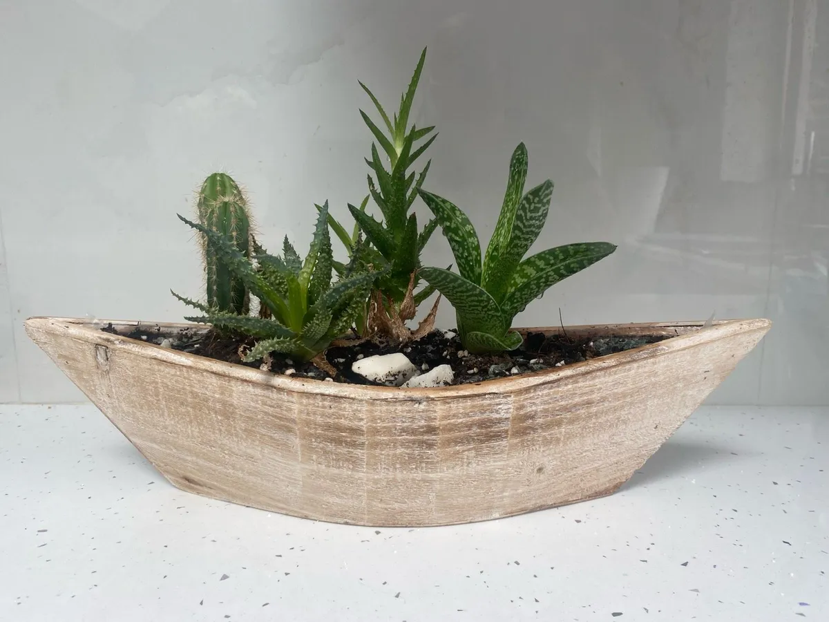 Plant and plant pot for sale - Image 2