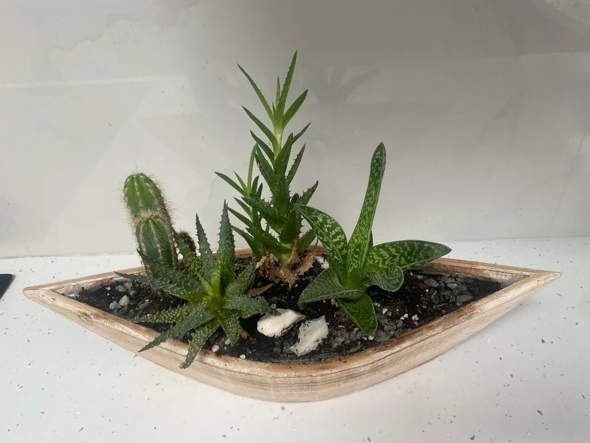 Plant and plant pot for sale - Image 3