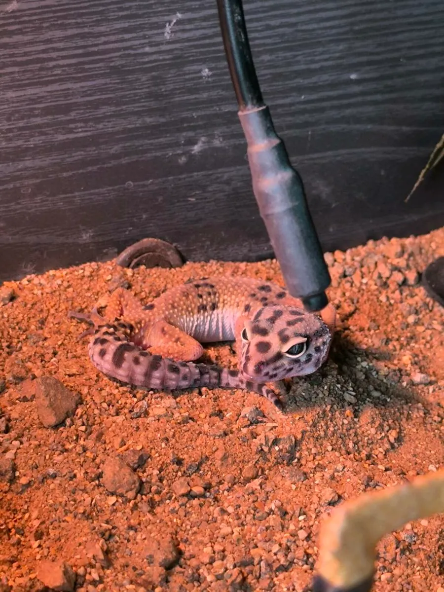 Leopard Gecko and tank - Image 2
