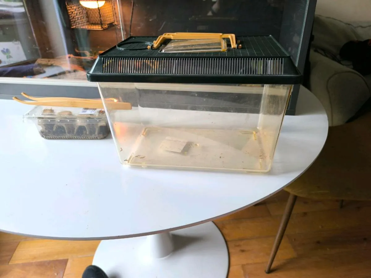 Leopard Gecko and tank - Image 3