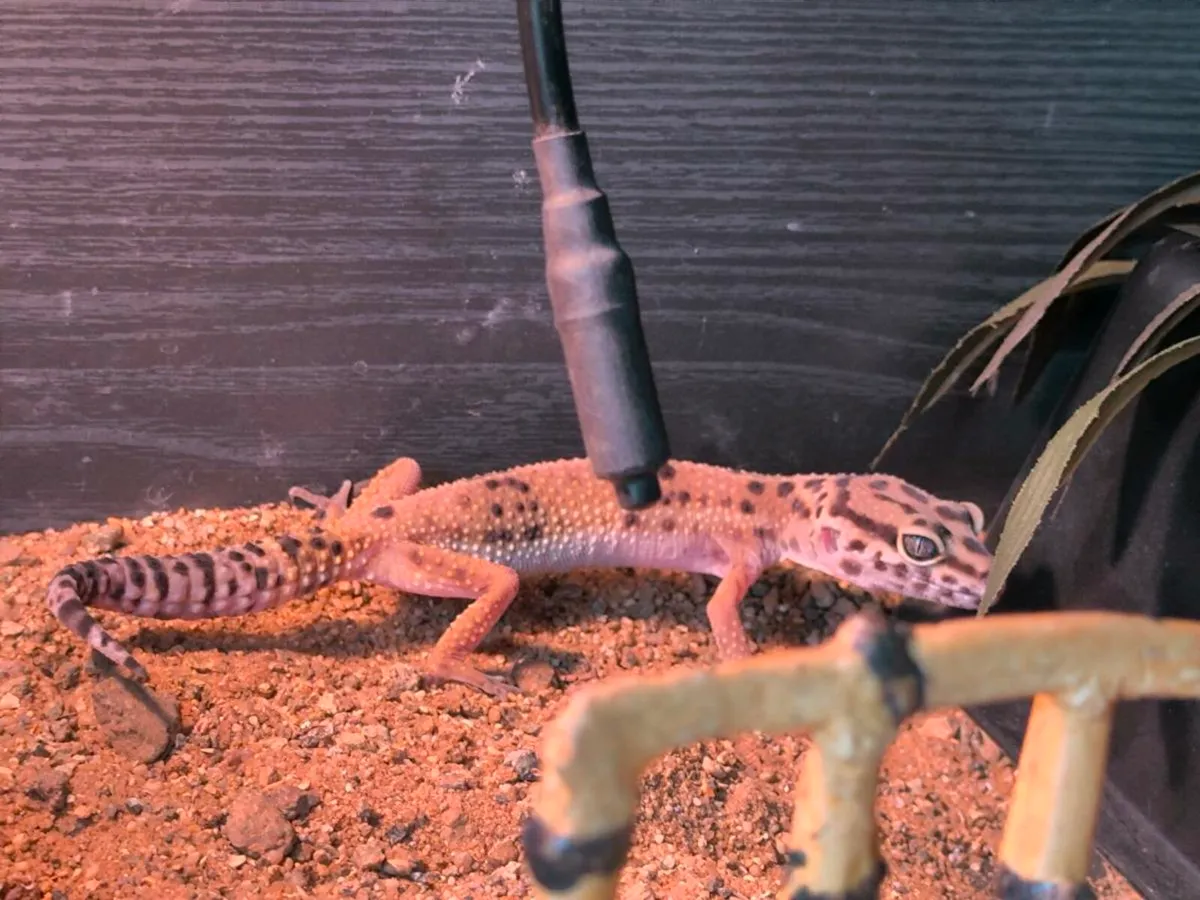 Leopard Gecko and tank - Image 4