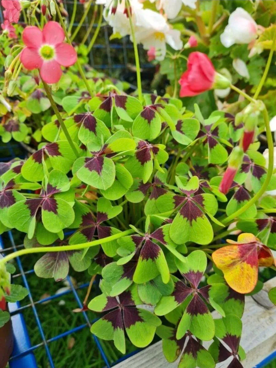 Plants for sale - Image 1