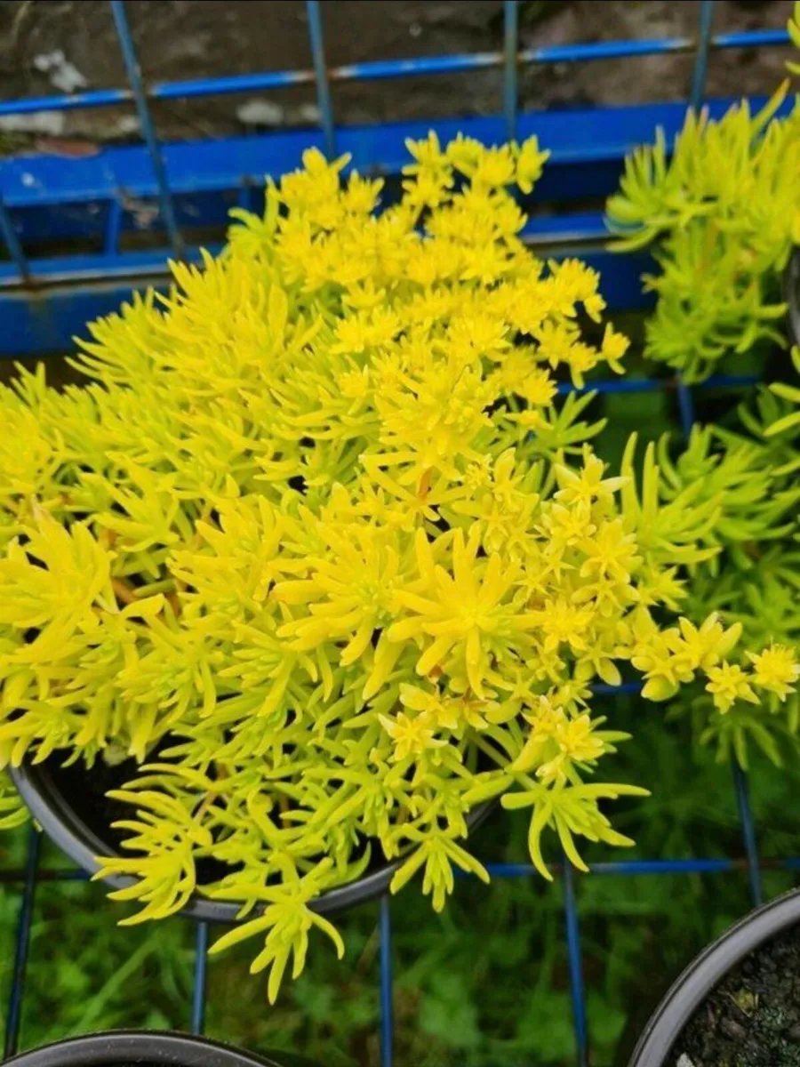 Plants for sale - Image 2