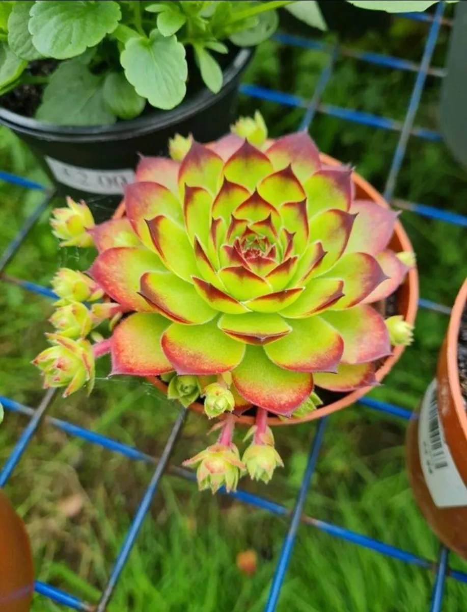 Plants for sale - Image 3
