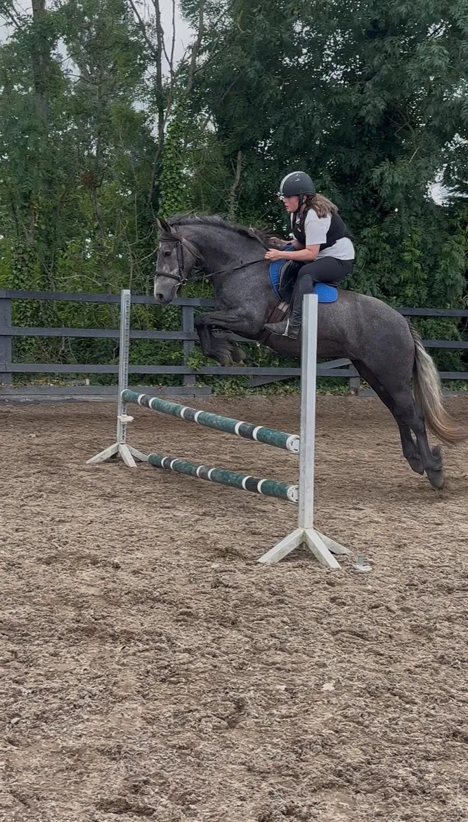 Horse - Image 1