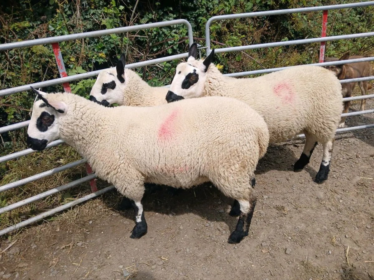 Kerry Hill Ram Lambs - Image 1