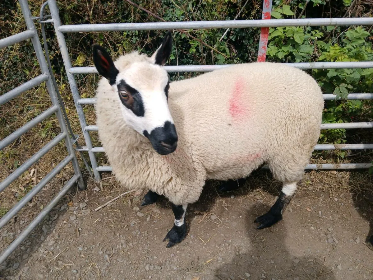 Kerry Hill Ram Lambs - Image 2
