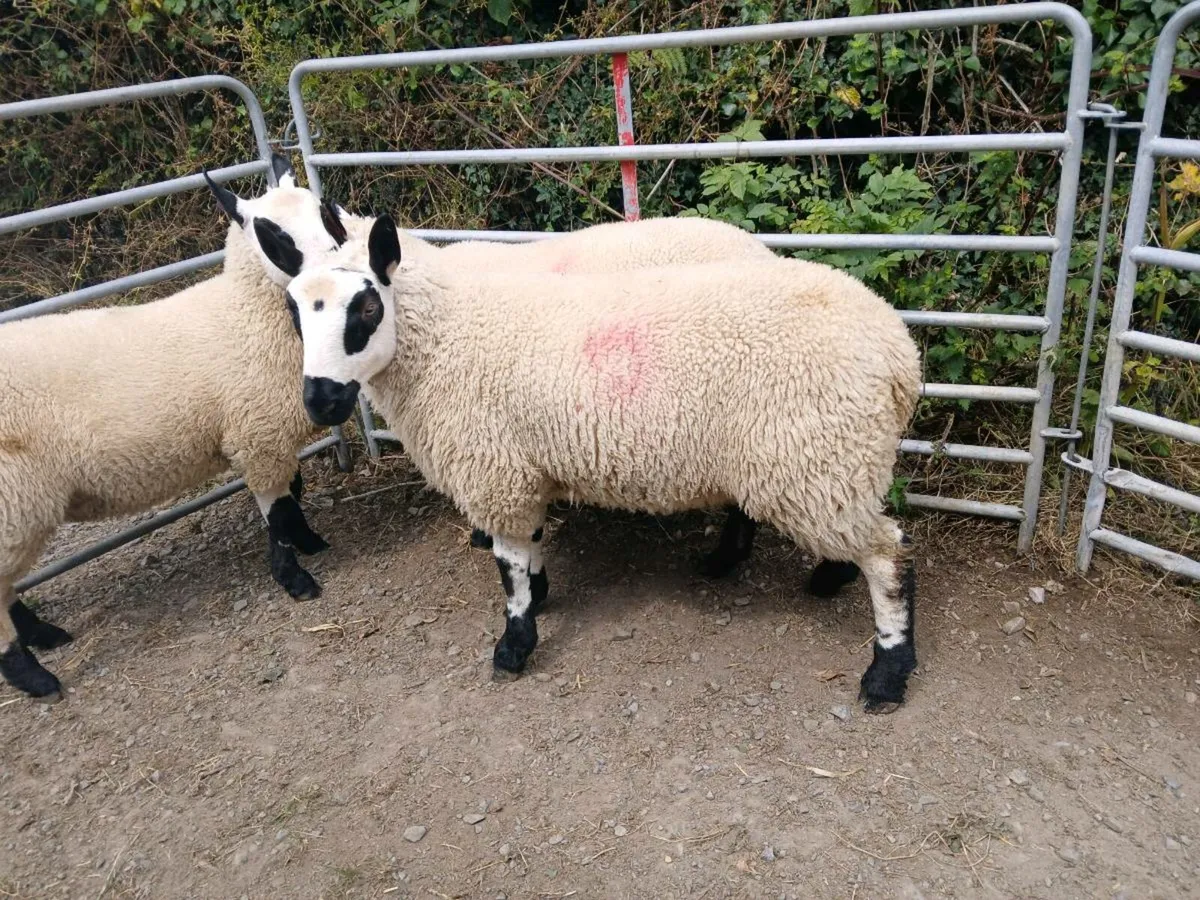 Kerry Hill Ram Lambs - Image 3