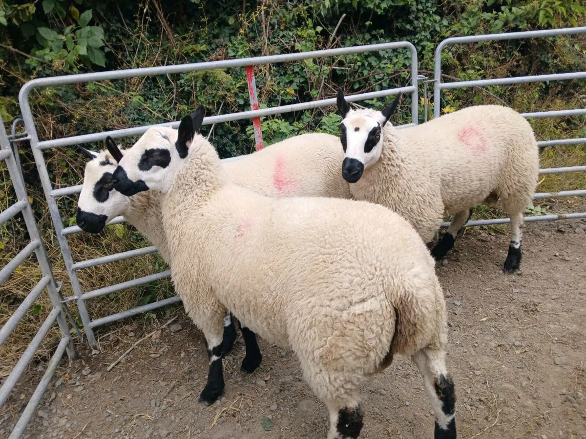 Kerry Hill Ram Lambs - Image 4