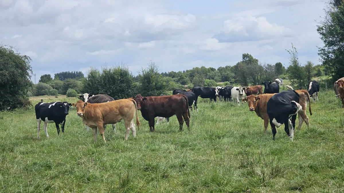 For sale 45 heifers - Image 1